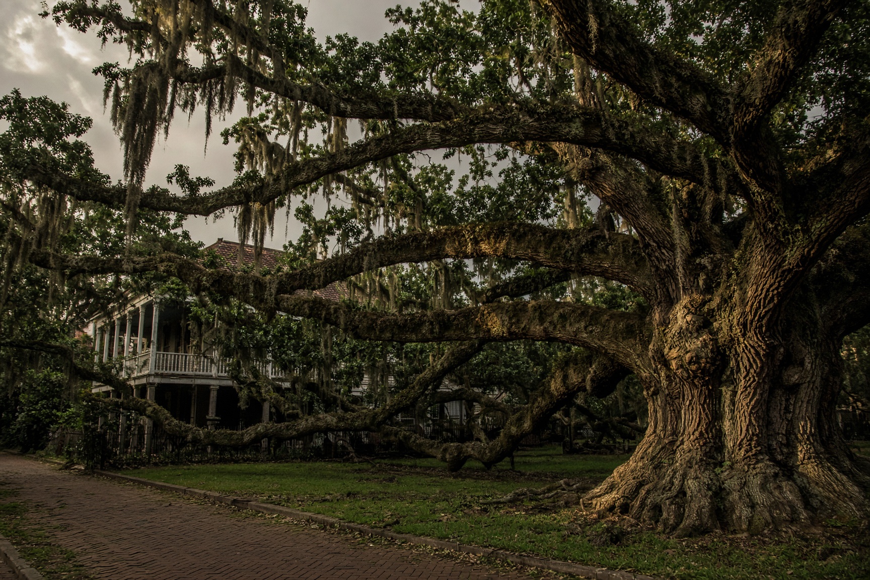 A centuries-old live oak trunk and spreading limbs over a New Orleans brick sidewalk.